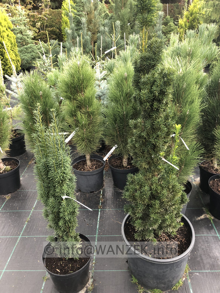 Taxus baccata Fastigiata links, rechts Taxus media Stricta Viridis.JPG